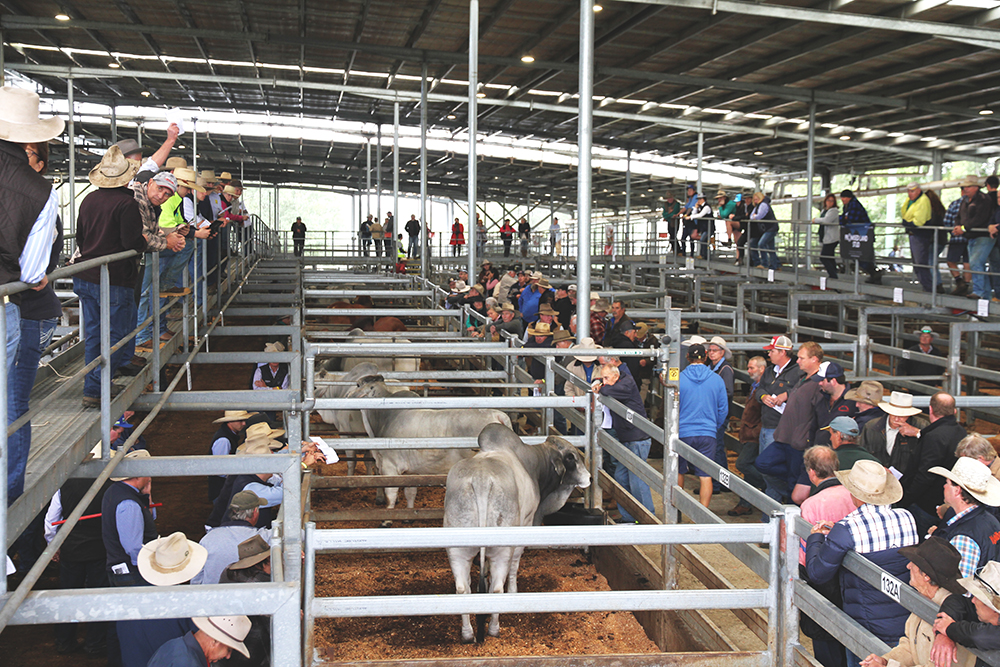 CasinoAllBreedsBrahmans Read the terms and conditions of sale for the Casino All Breeds Sale