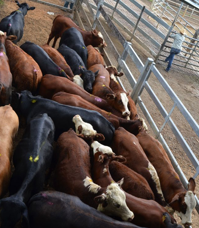 Casino Saleyards