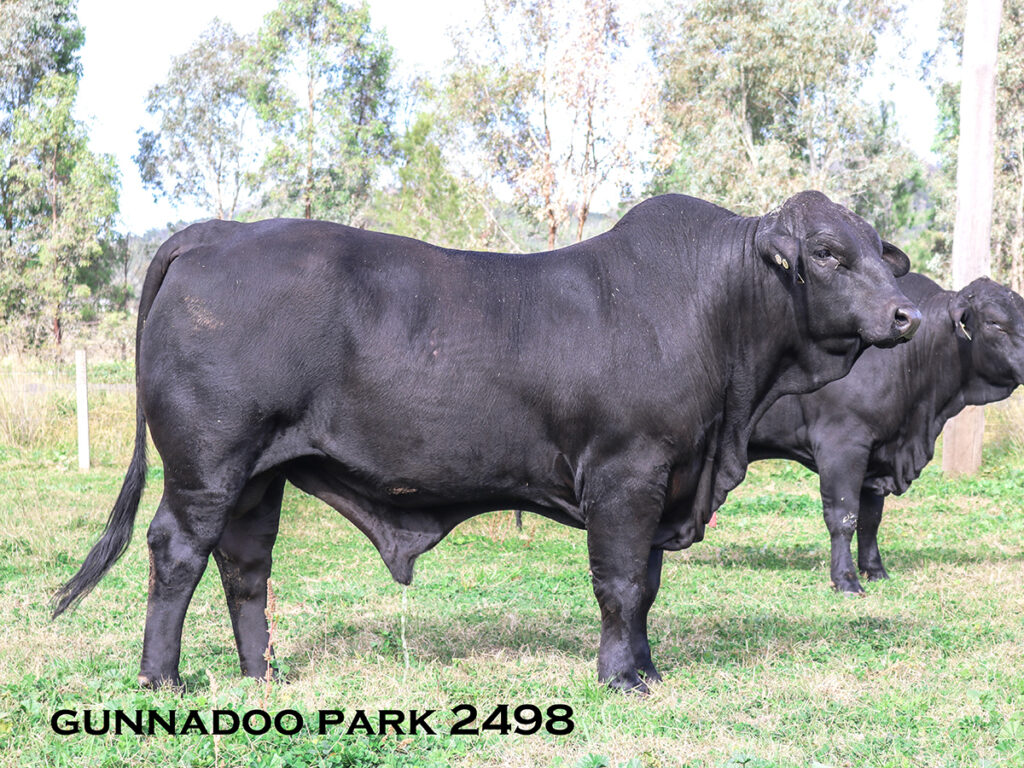 Gunnadoo 119 H900 Gunnadoo Park 2498 Sold 2020 $8500