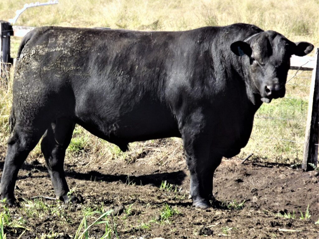 PRIME TIME LUSTY P48 PRIME TIME LUSTY P48 Sold 2020 $10,500