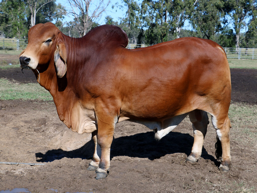 Lot 129 MOGUL HERDSMAN PSH900 Gunnadoo Park 2498 Sold 2020 $8500