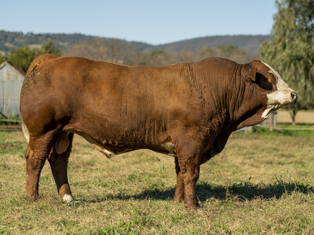 Lot 36 P410H900 TULLAYR PROFITABULL Sold 202 $8000