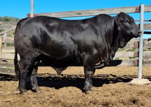Miltopp 76 LOT 34 – 2-$ Lot 34 MILTOPP 76