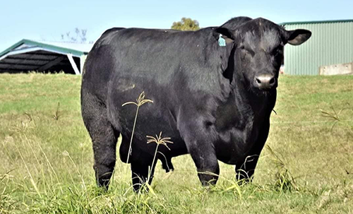 Top Price bull PRIME TIME FOREMAN R44 Sold $28,000