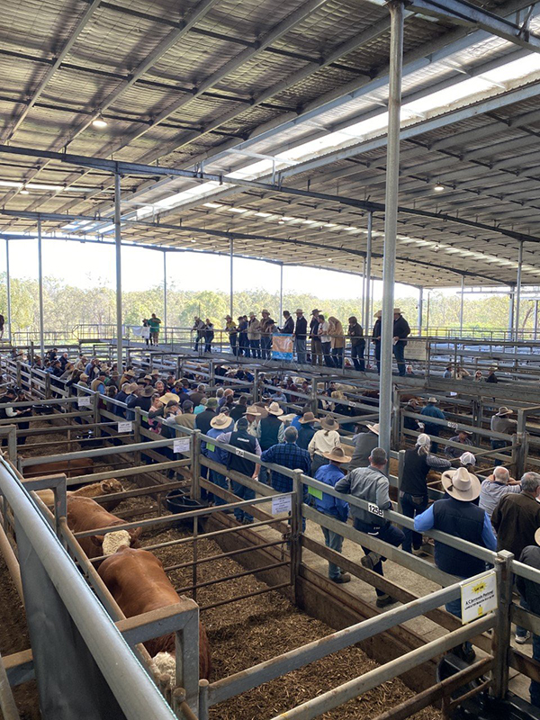 Saleyards- Charmaine from Glennvale Simmentals W600 Casino All Breeds Sale 2022